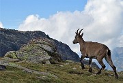 85 Stambecco femmina al Passo di Mezzeno ( 2144 m)